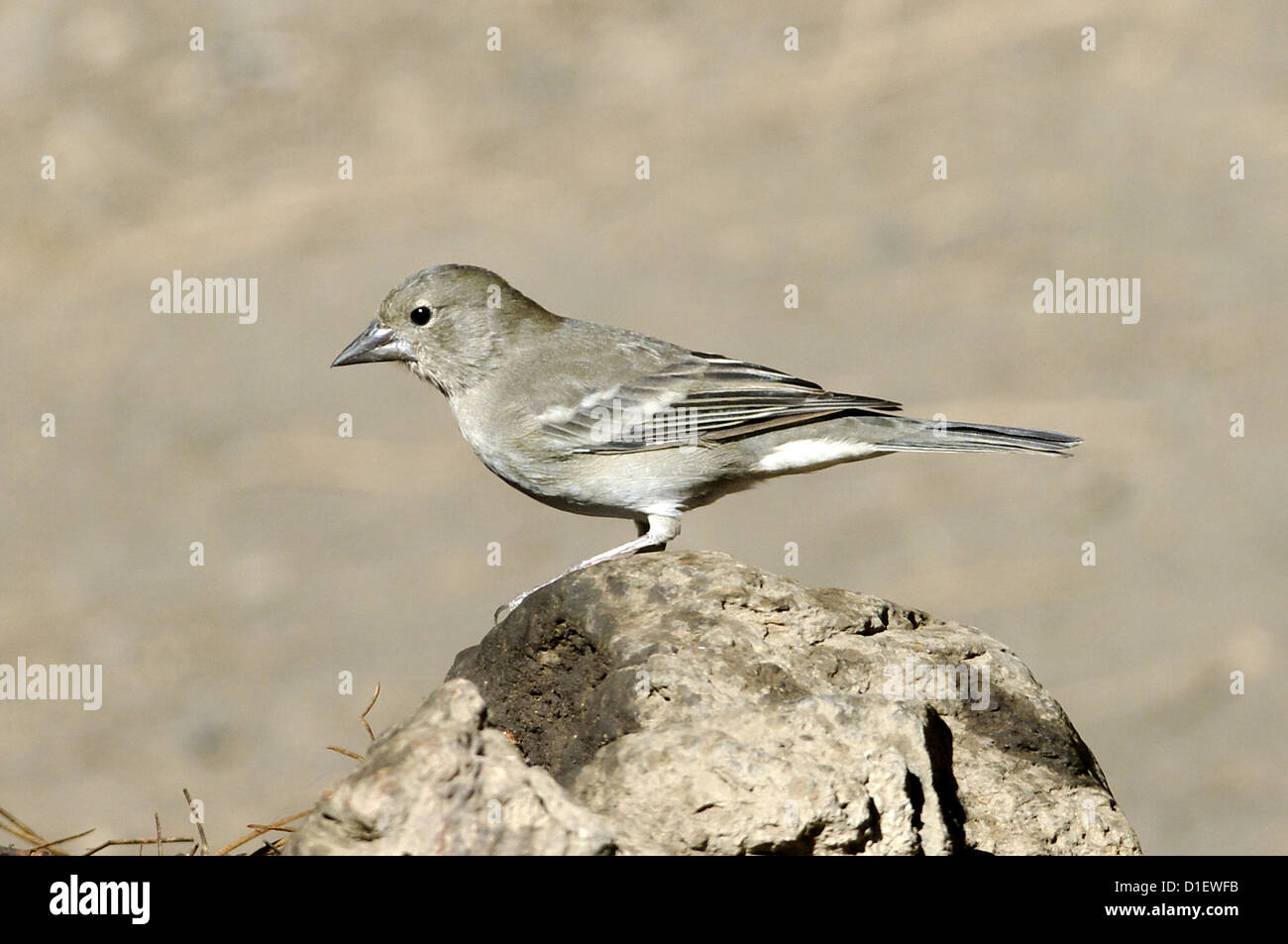 Fringuello azzurro (Fringilla teydea), femmina, Tenerife, Isole Canarie Foto Stock