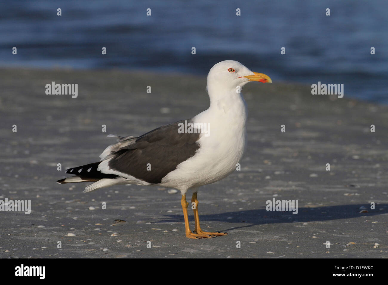 Lesser Black-backed Gull (Larus fuscus) Golfo del Messico USA Foto Stock