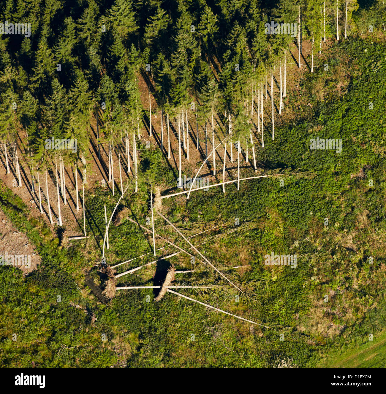 Danni provocati dalla tempesta in corrispondenza di un bordo di una foresta, foto aeree Foto Stock