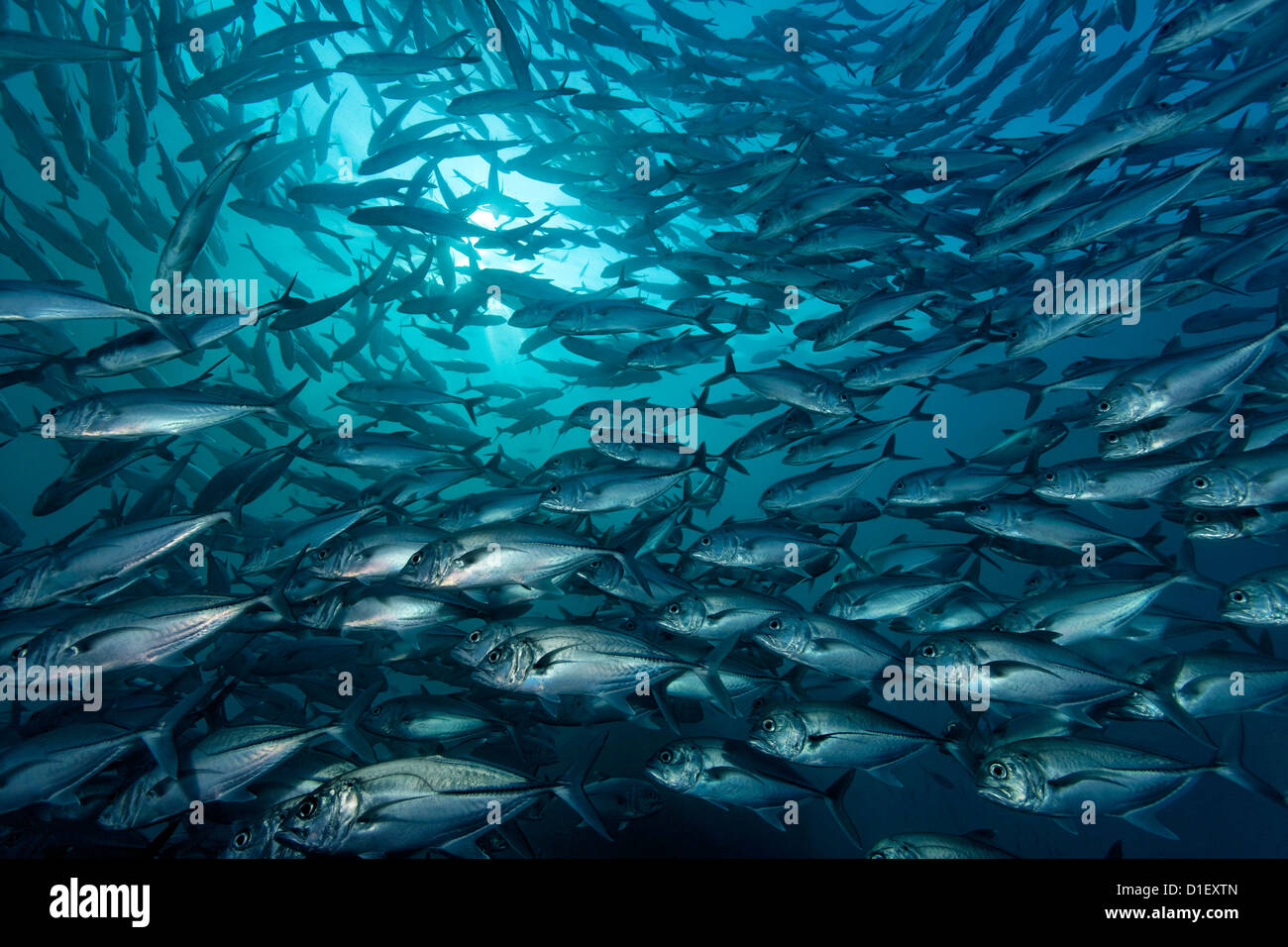 Scuola di tonno obeso trevallies (Caranx sexfasciatus) al relitto Liberty, Tulamben, Bali, Indonesia, Oceano Pacifico, ripresa subacquea Foto Stock