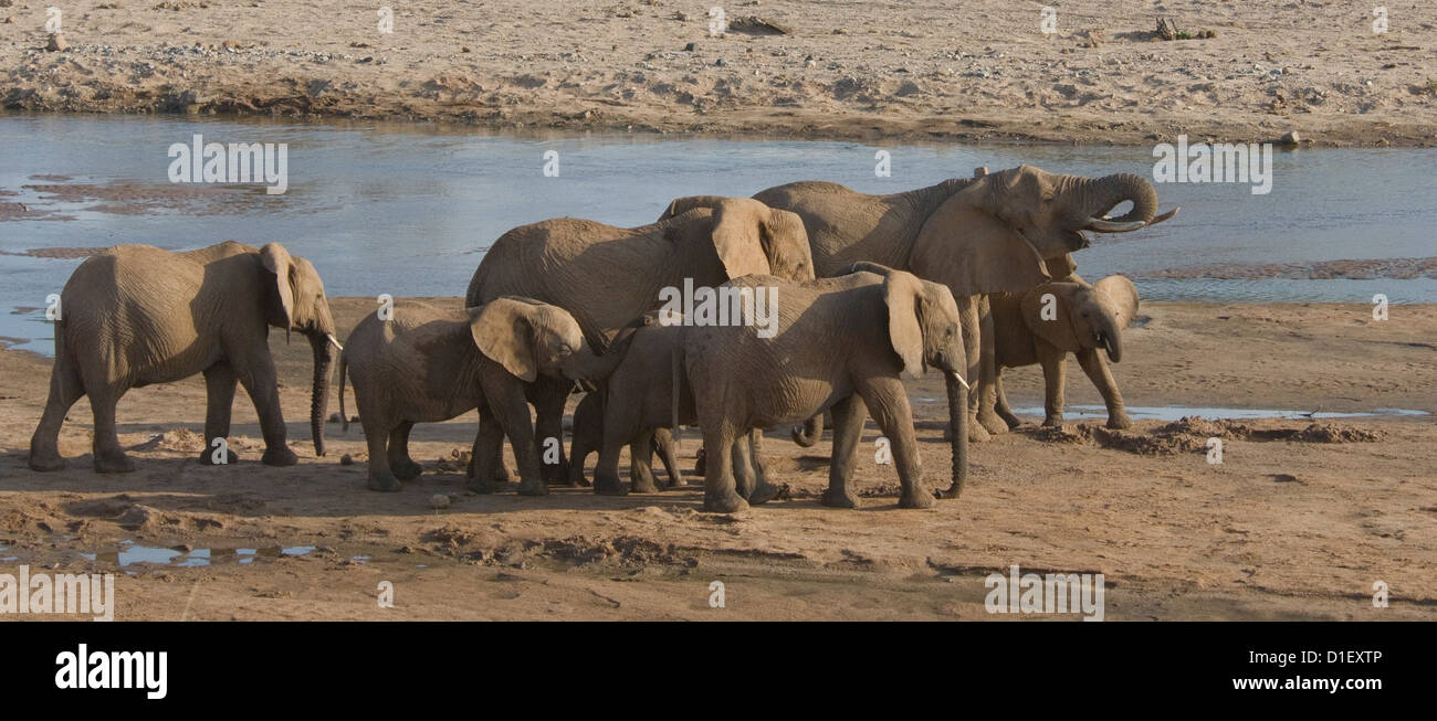 Gli elefanti con giovani dal litorale del Uaso Nyiro, bere da fori hanno scavato Foto Stock