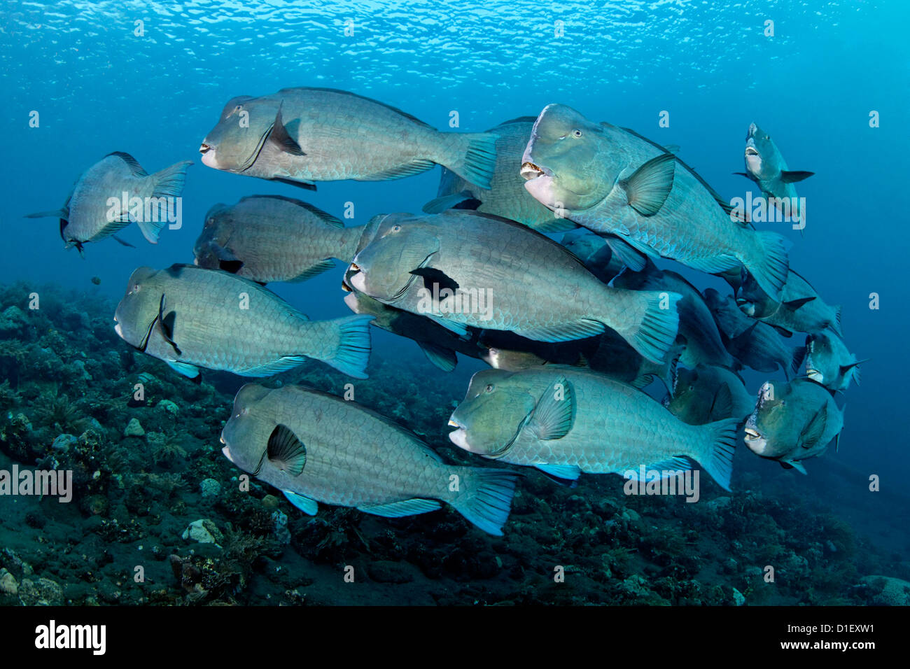 Scuola di pesci pappagallo Bumphead (Bolbometopon muricatum) sopra la barriera corallina vicino a Tulamben Bali Indonesia Oceano Pacifico ripresa subacquea Foto Stock