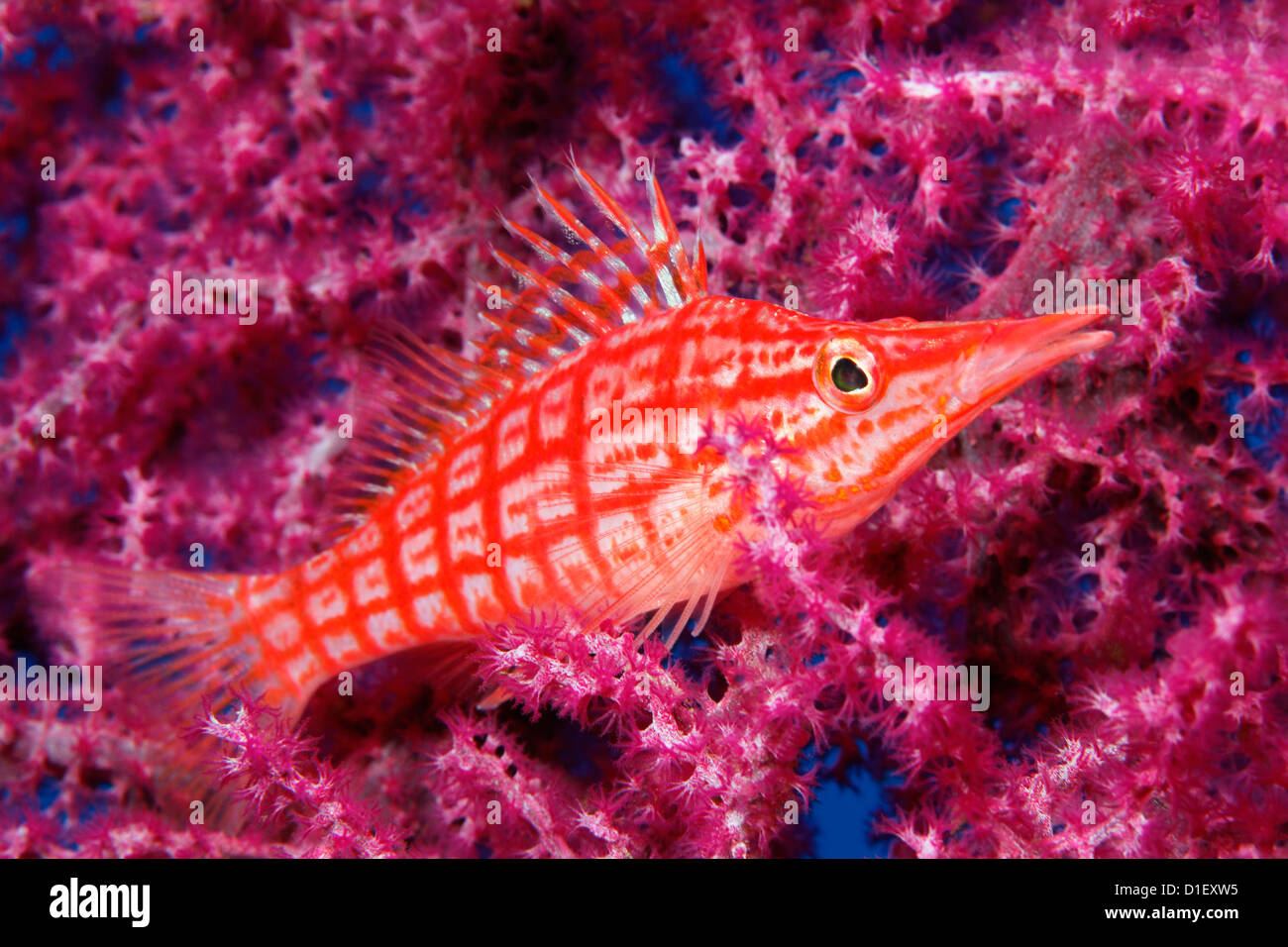 Longnose Hawkfish (Oxycirrhites typus) su coral vicino a Tulamben, Bali, Indonesia, Oceano Pacifico, ripresa subacquea Foto Stock