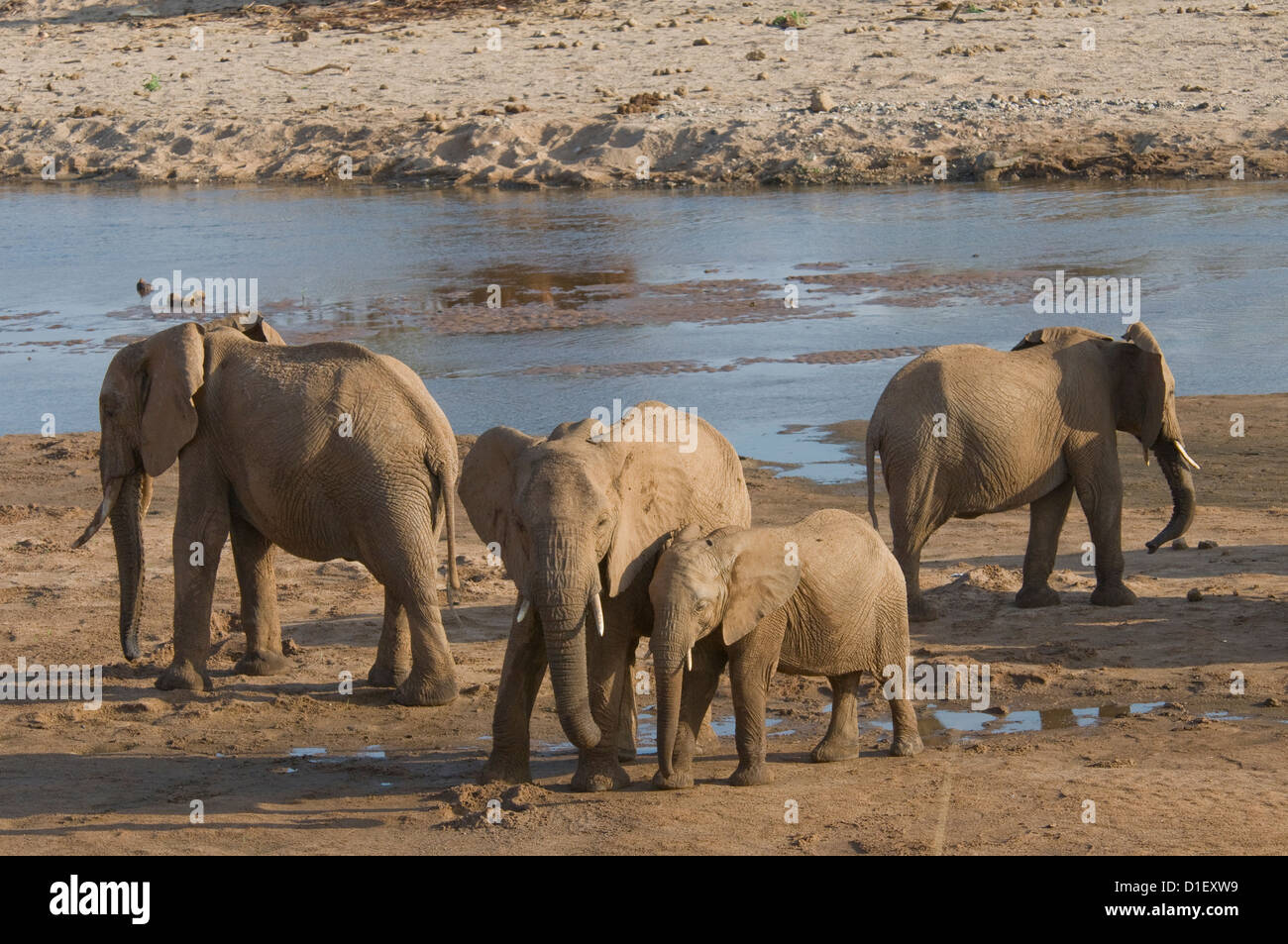 Gli elefanti con giovani dal litorale del Uaso Nyiro, bere da fori hanno scavato Foto Stock