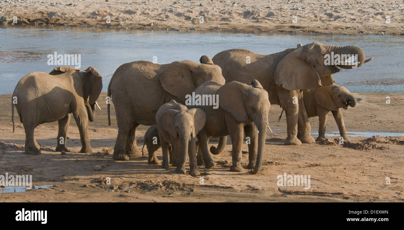 Branco di elefanti dal litorale del Uaso Nyiro, bere da fori hanno scavato Foto Stock