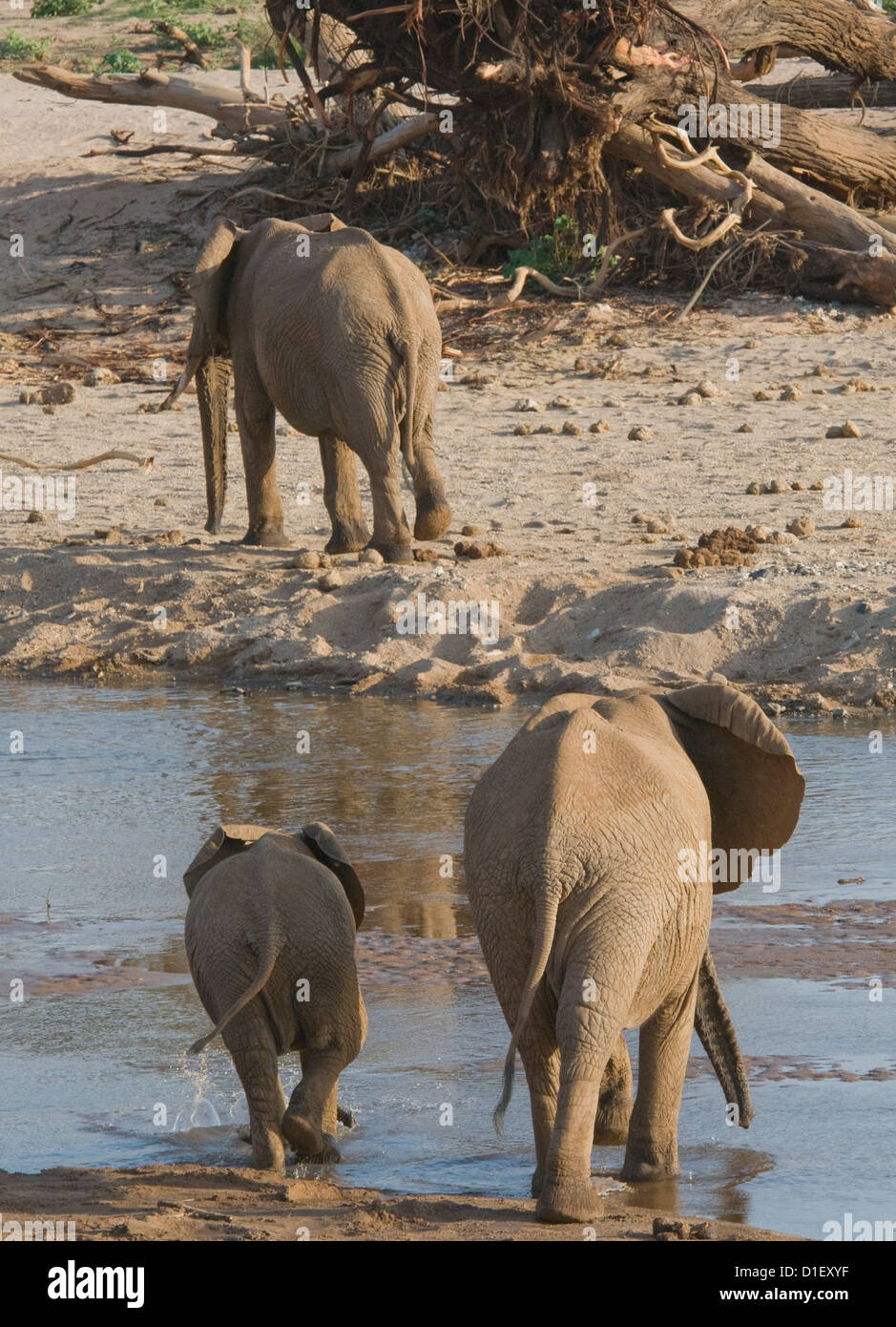Gli elefanti attraversando Uaso Nyiro Foto Stock