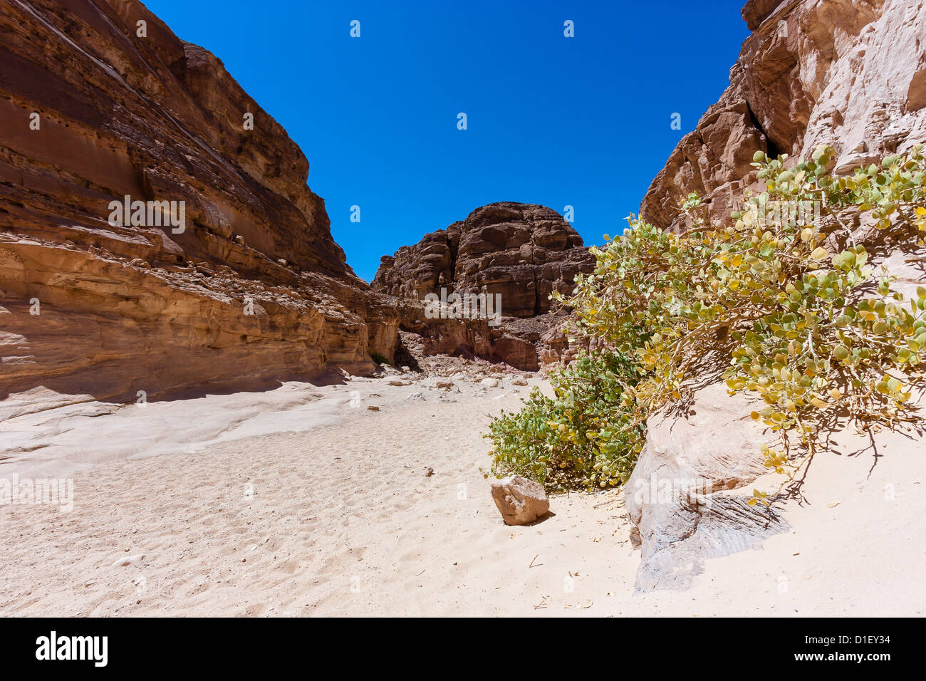 Un solitario bush in un deserto sabbioso canyon Foto Stock