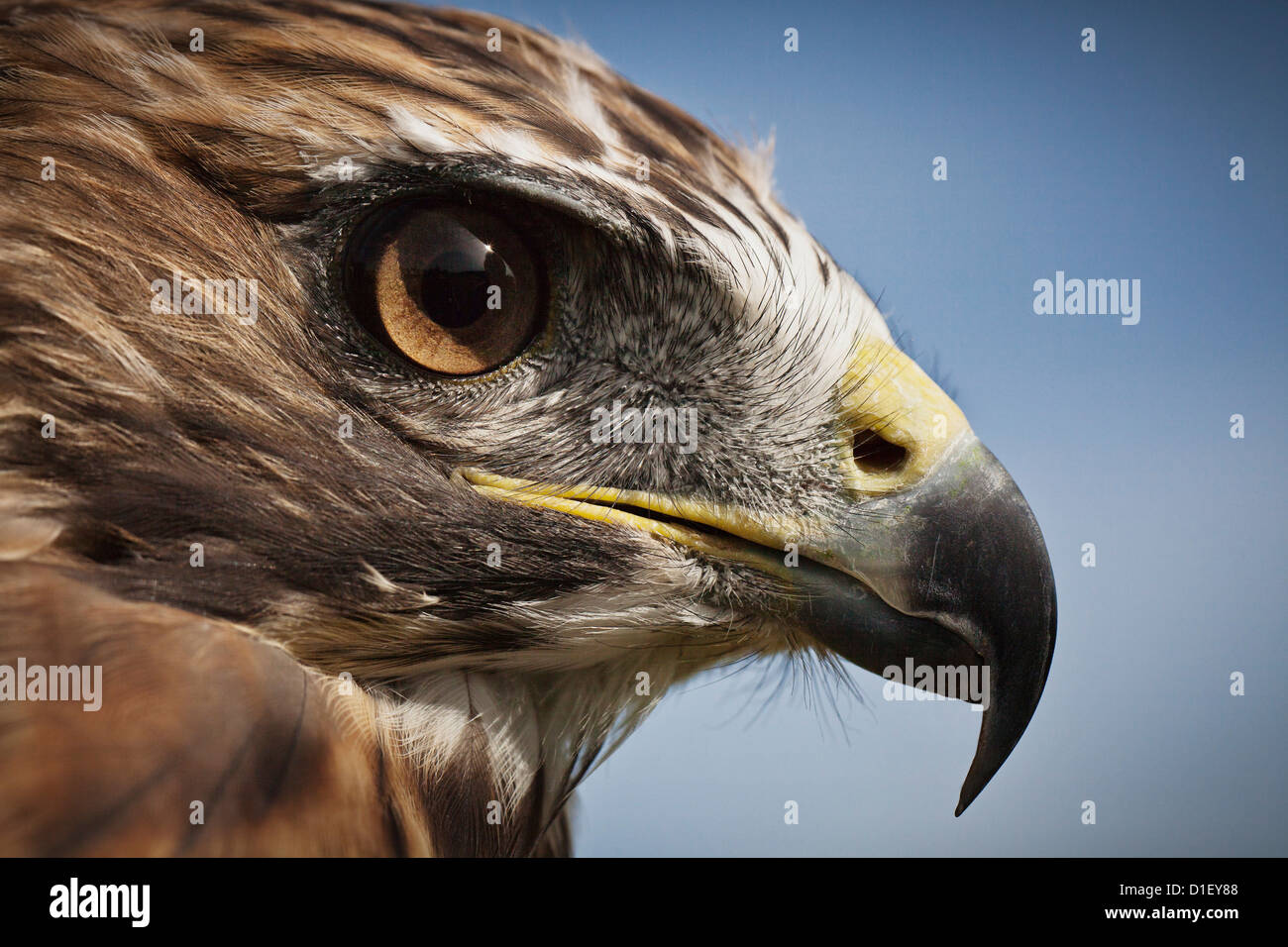 Red-tailed Hawk (Buteo jamaicensis), close-up Foto Stock