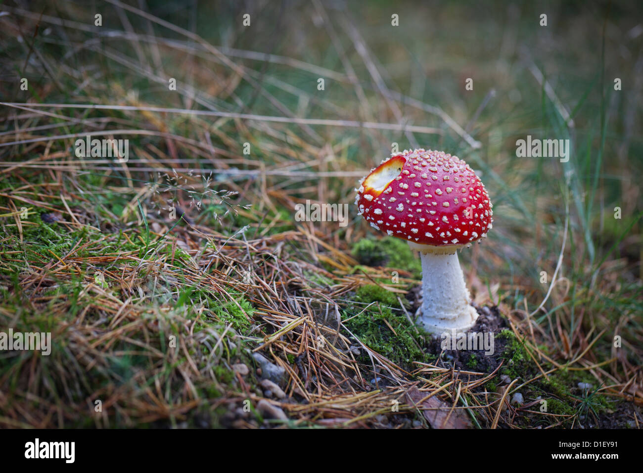 Fly agaric sul suolo forestale Foto Stock