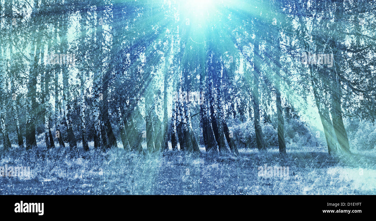 Tramonto nella foresta buia per la progettazione Foto Stock