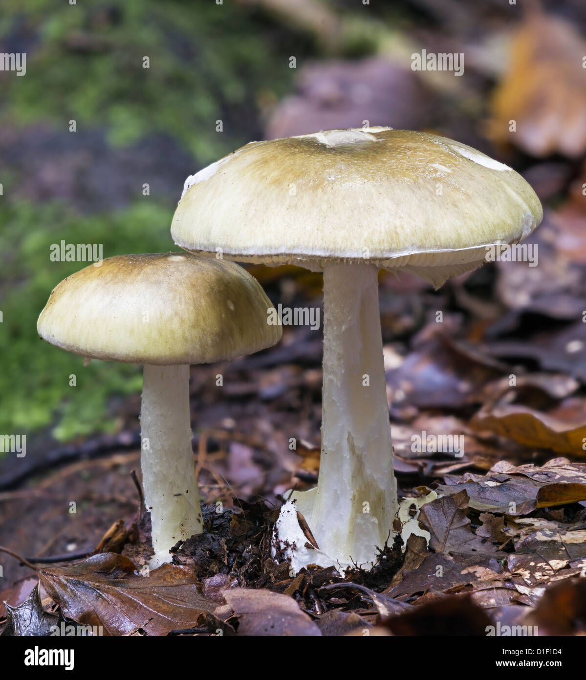 Amanita phalloides morte toadstool tappo in legno di faggio Foto Stock