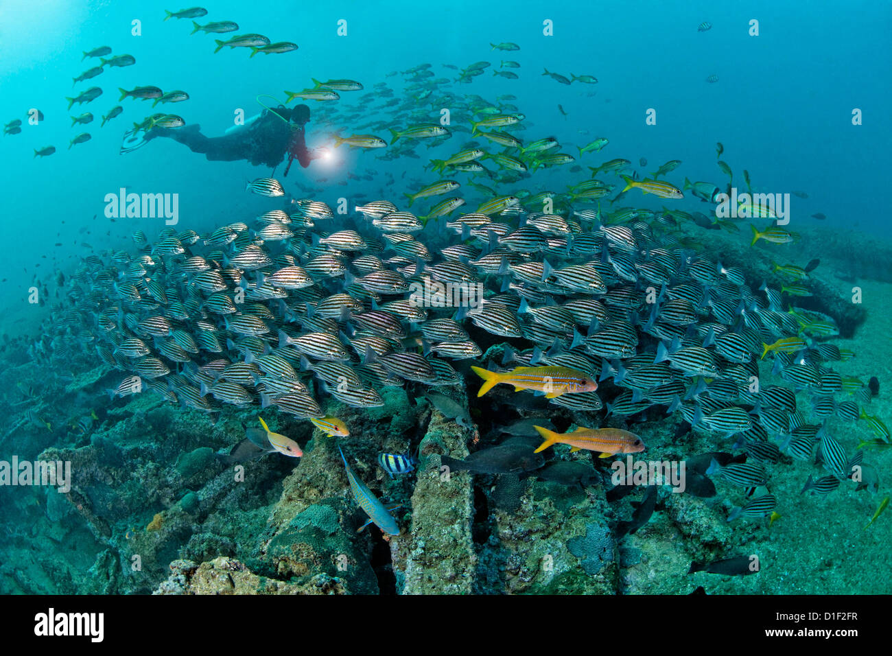 Subacqueo con scuola di pesce sopra il relitto della nave, Mirbat, Oman, Oceano Indiano, ripresa subacquea Foto Stock
