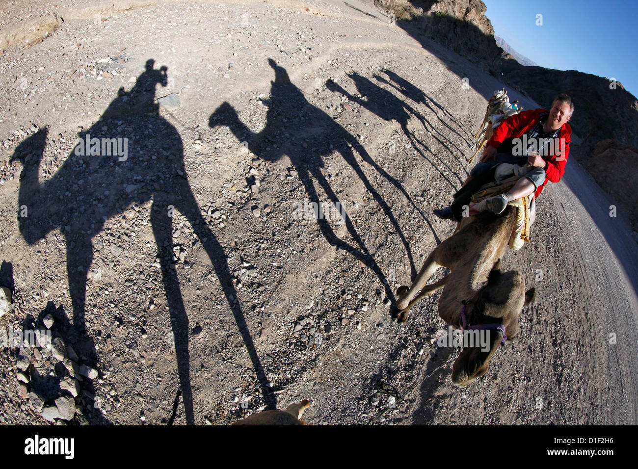 Uomo a cavallo sul cammello, Eilat, Israele Foto Stock