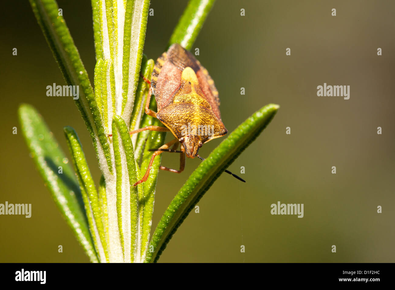 Bug di protezione Carpocoris fuscispinus Foto Stock