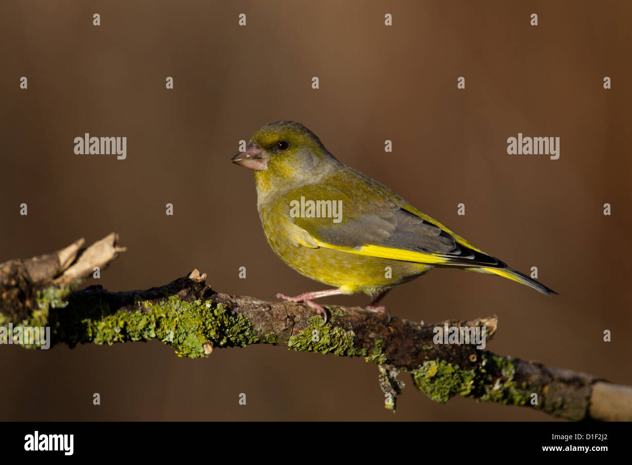 Verdone (Carduelis chloris) appollaiate su ramoscello Foto Stock