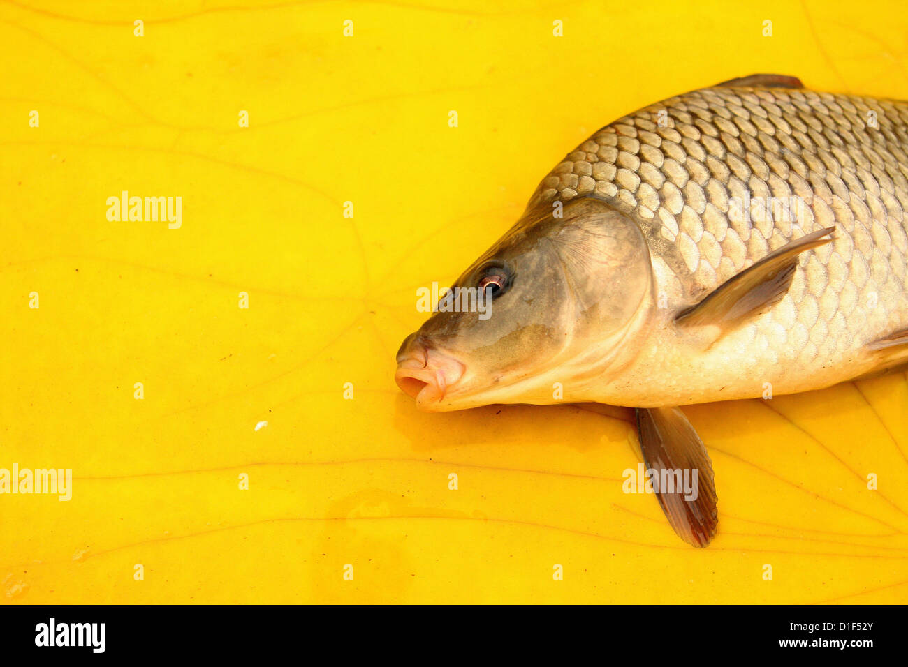 Carpa comune su un tampone giallo, Cyprinus carpio, carpa europea Foto Stock