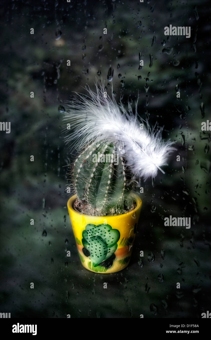 Un cactus in un impianto di pentola con una piuma di bianco dietro una finestra con gocce di pioggia Foto Stock