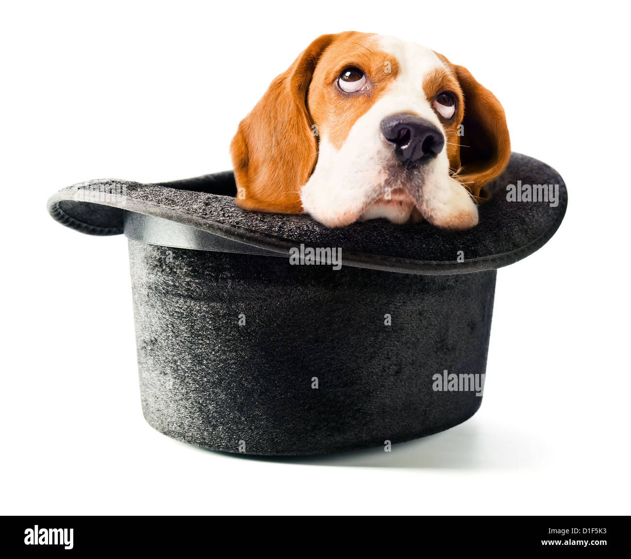 Hat della procedura guidata con un cane isolato su sfondo bianco Foto Stock