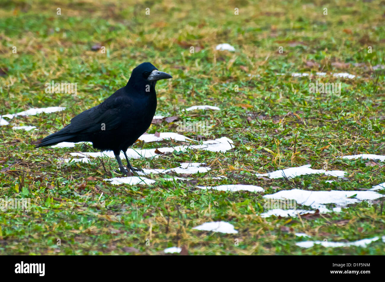 Crow in un prato Foto Stock