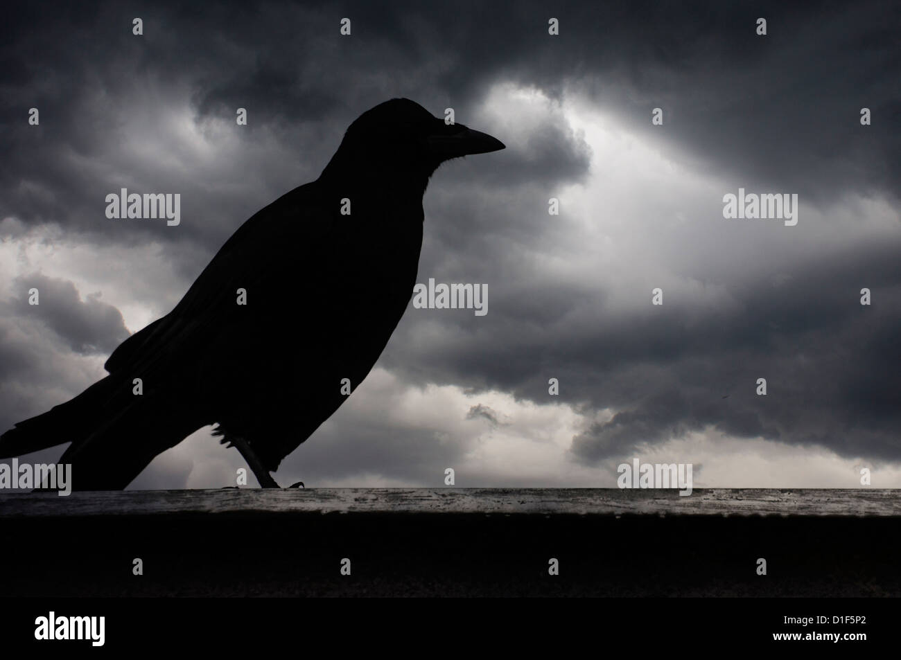 Crow silhouette contro un cielo drammatico Foto Stock