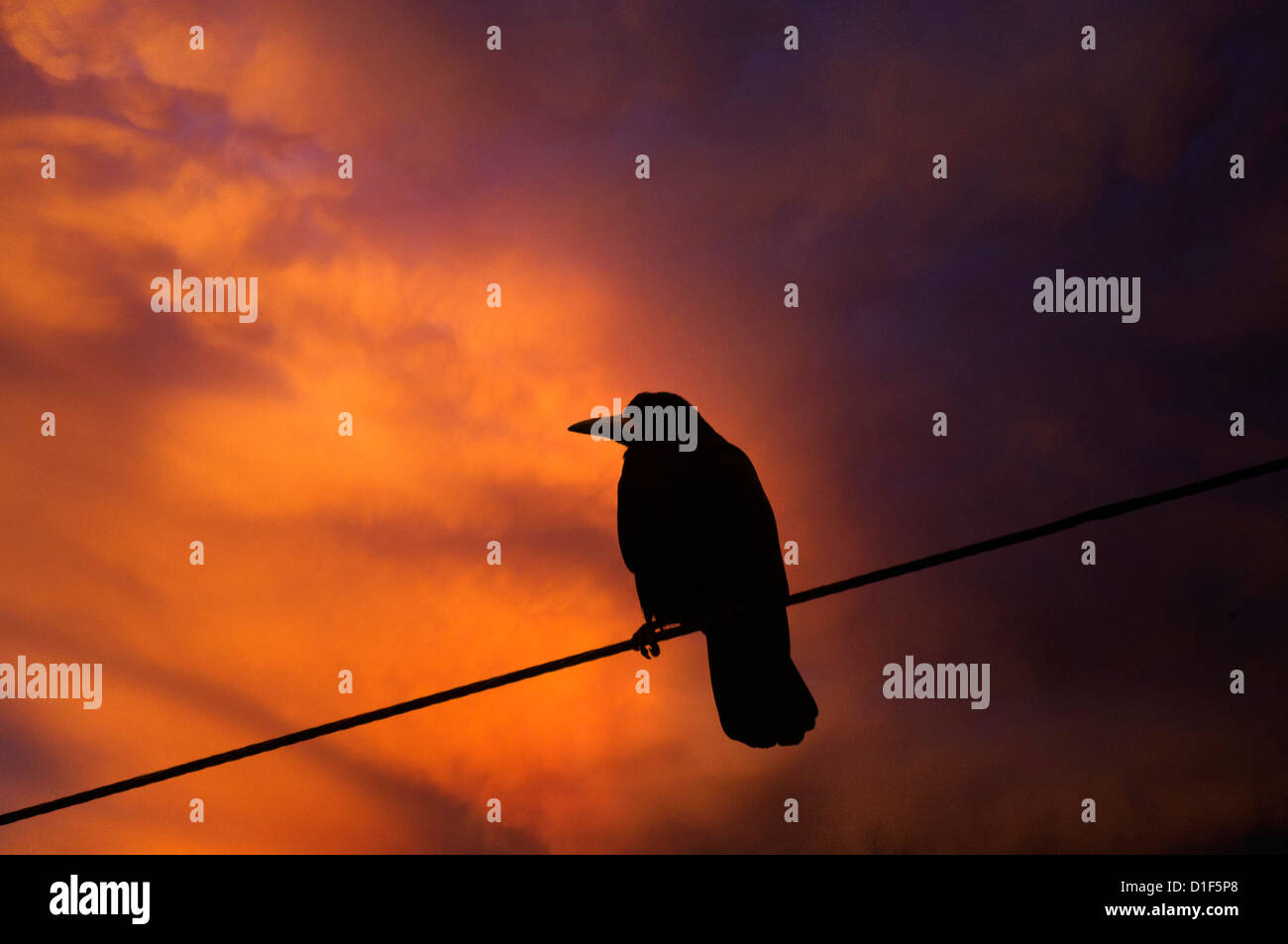 Crow in piedi su un filo Foto Stock