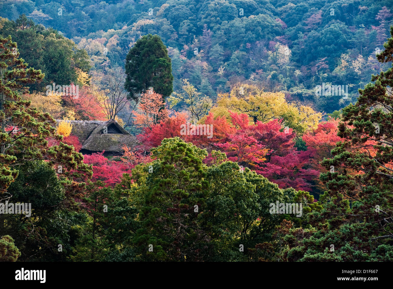 Colori autunnali brillanti nelle montagne che circondano Kyoto, Giappone Foto Stock