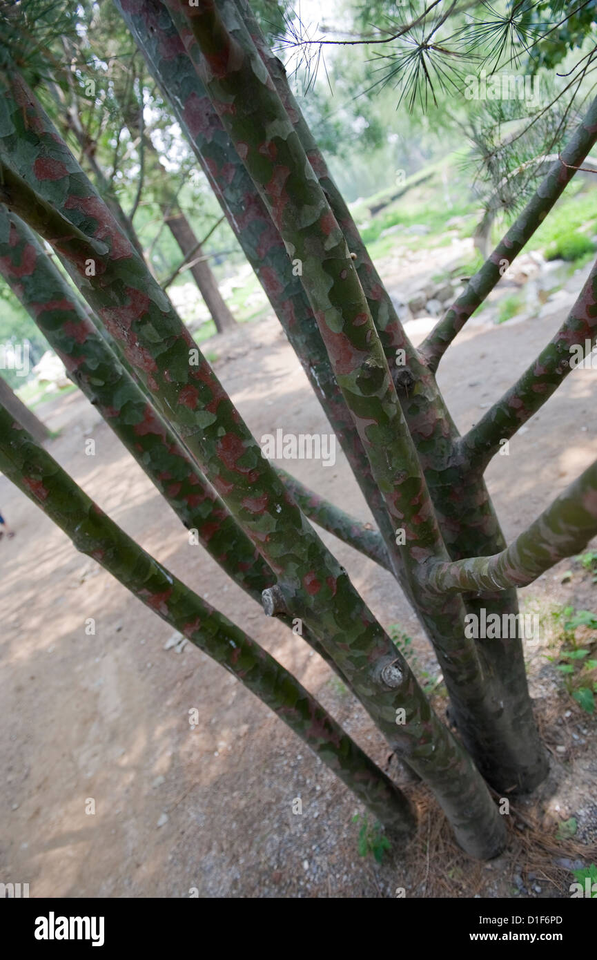 Colorato di corteccia di albero Foto Stock