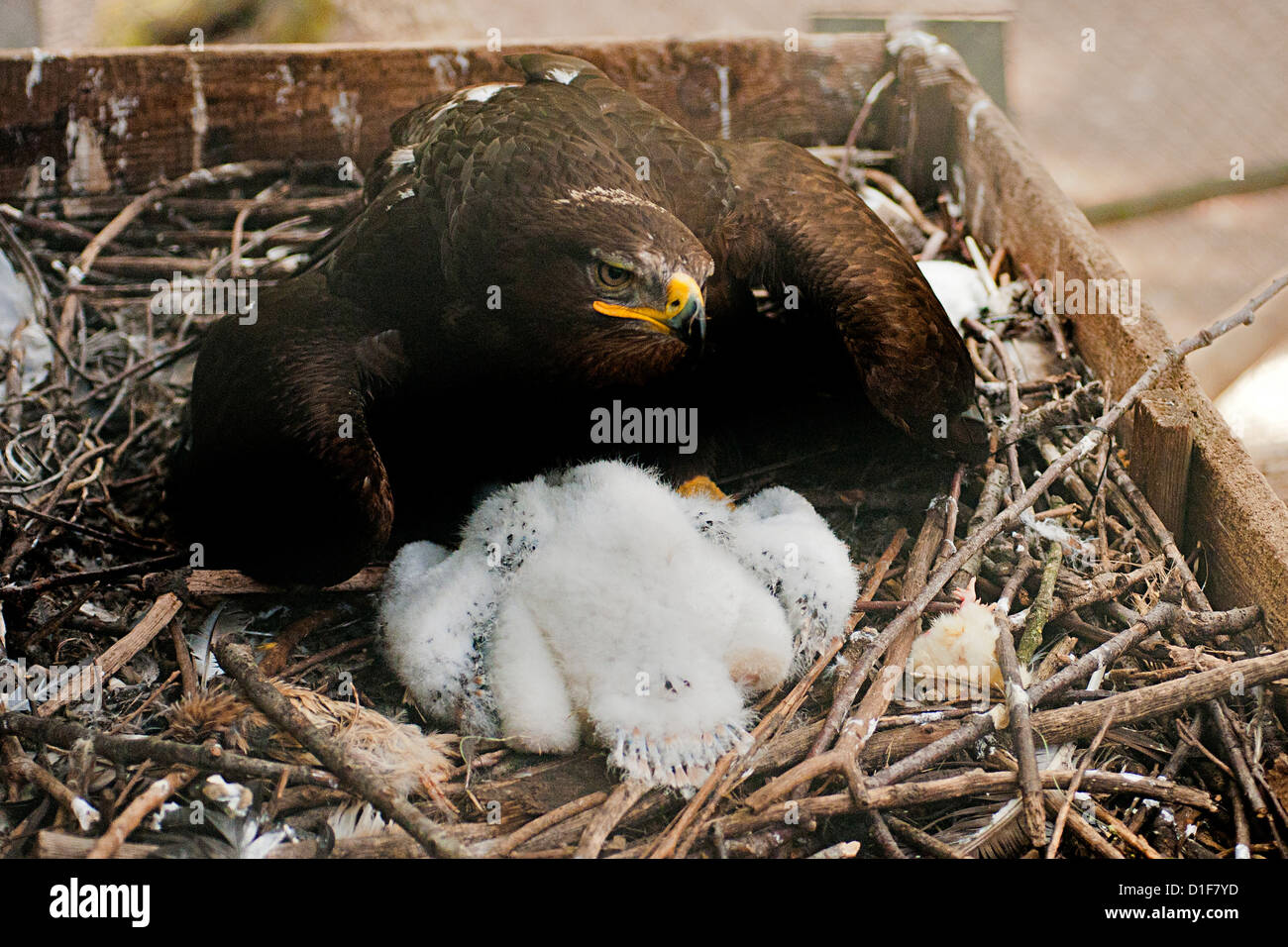 Steppa eagle, Aquila nipalensis nel nido con un giovane, Accipitridae Foto Stock