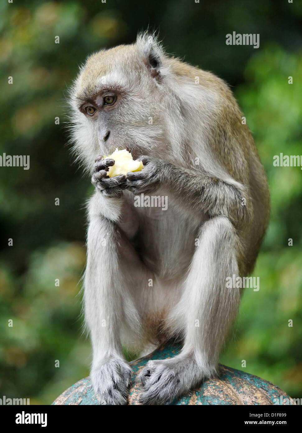 Un ritratto di una scimmia di mangiare uno spuntino indiano Foto Stock