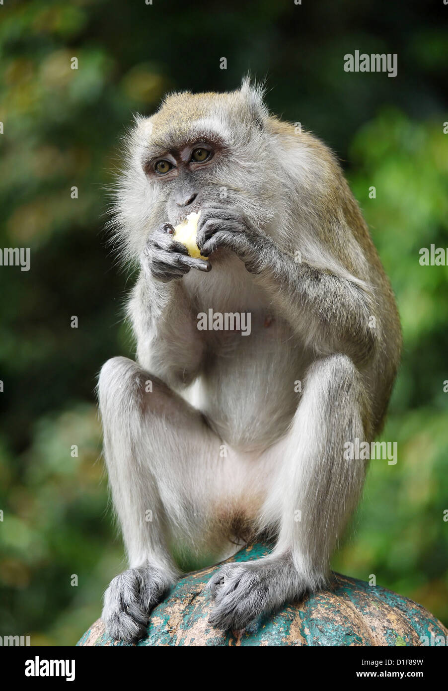 Un ritratto di una scimmia di mangiare uno spuntino indiano Foto Stock