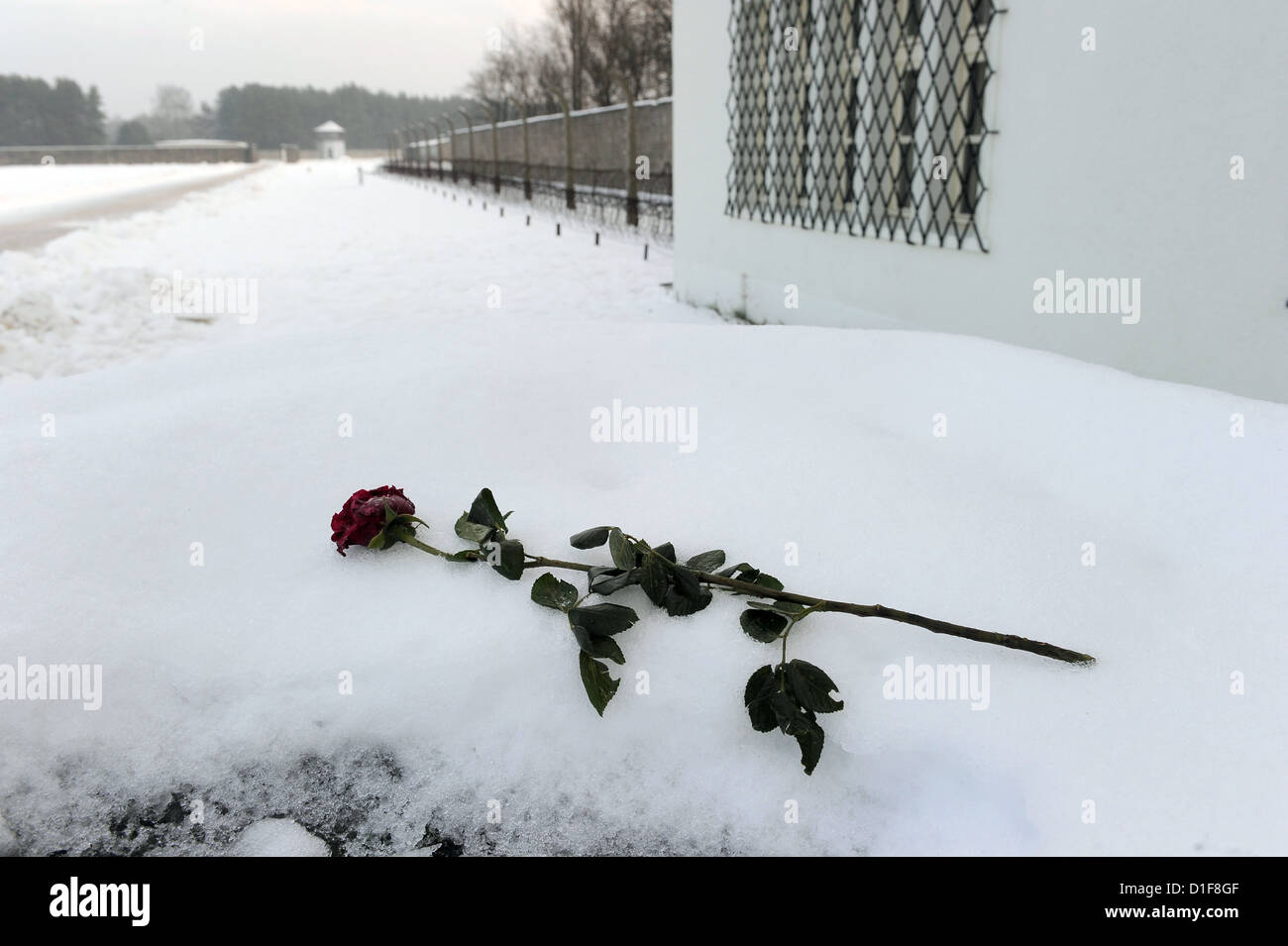Una rosa è prevista nei locali dell'ex campo di concentramento Sachsenhausen a Oranienburg, Germania, 15 dicembre 2012. Il Consiglio centrale del tedesco Sinti e Roma commemorato la deportazione di 23000 Sinti e Rom nel campo di concentramento di Auschwitz. Foto: Bernd Settnik Foto Stock