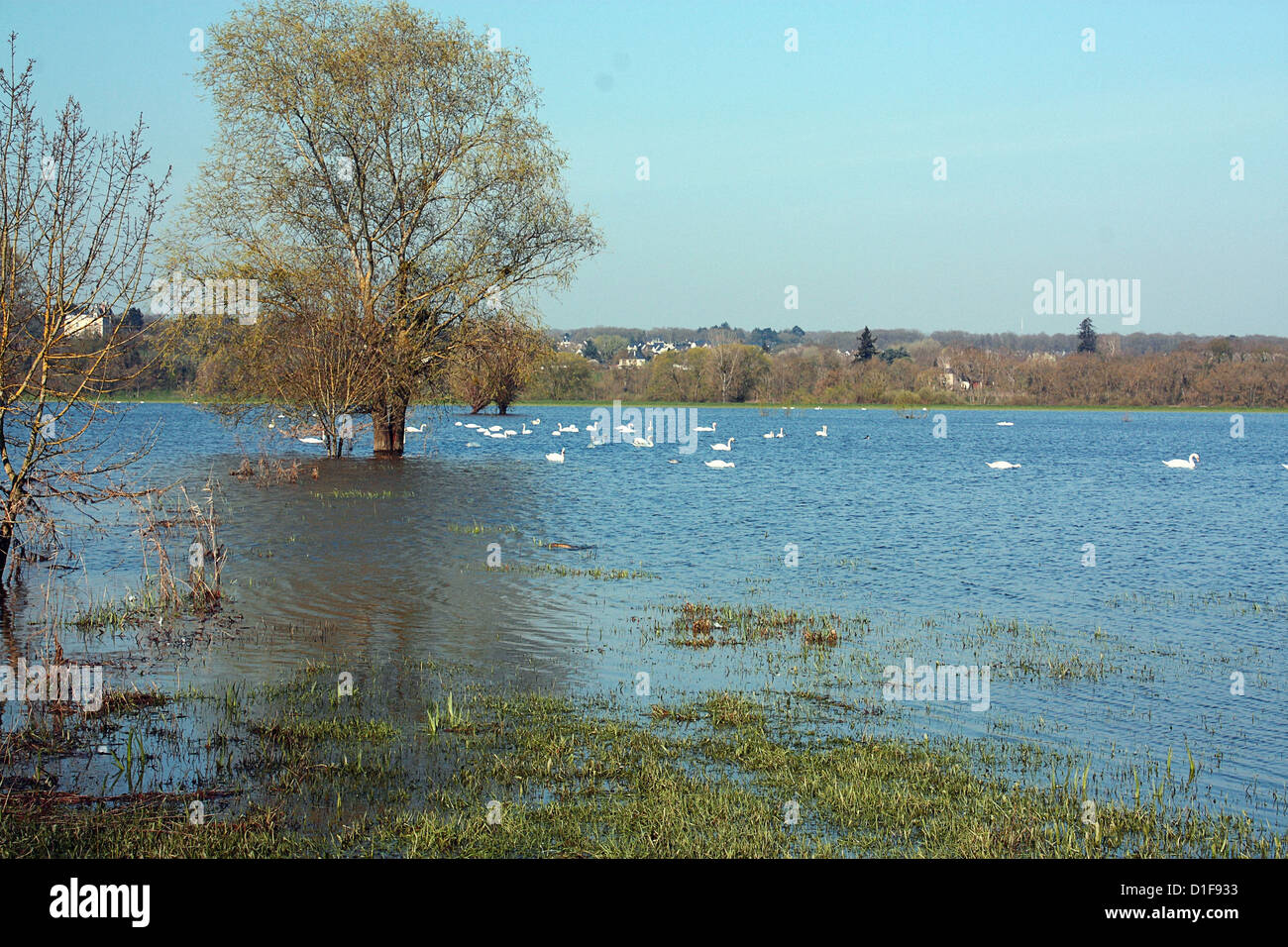 Allagamenti fluviali con cigni in background Foto Stock