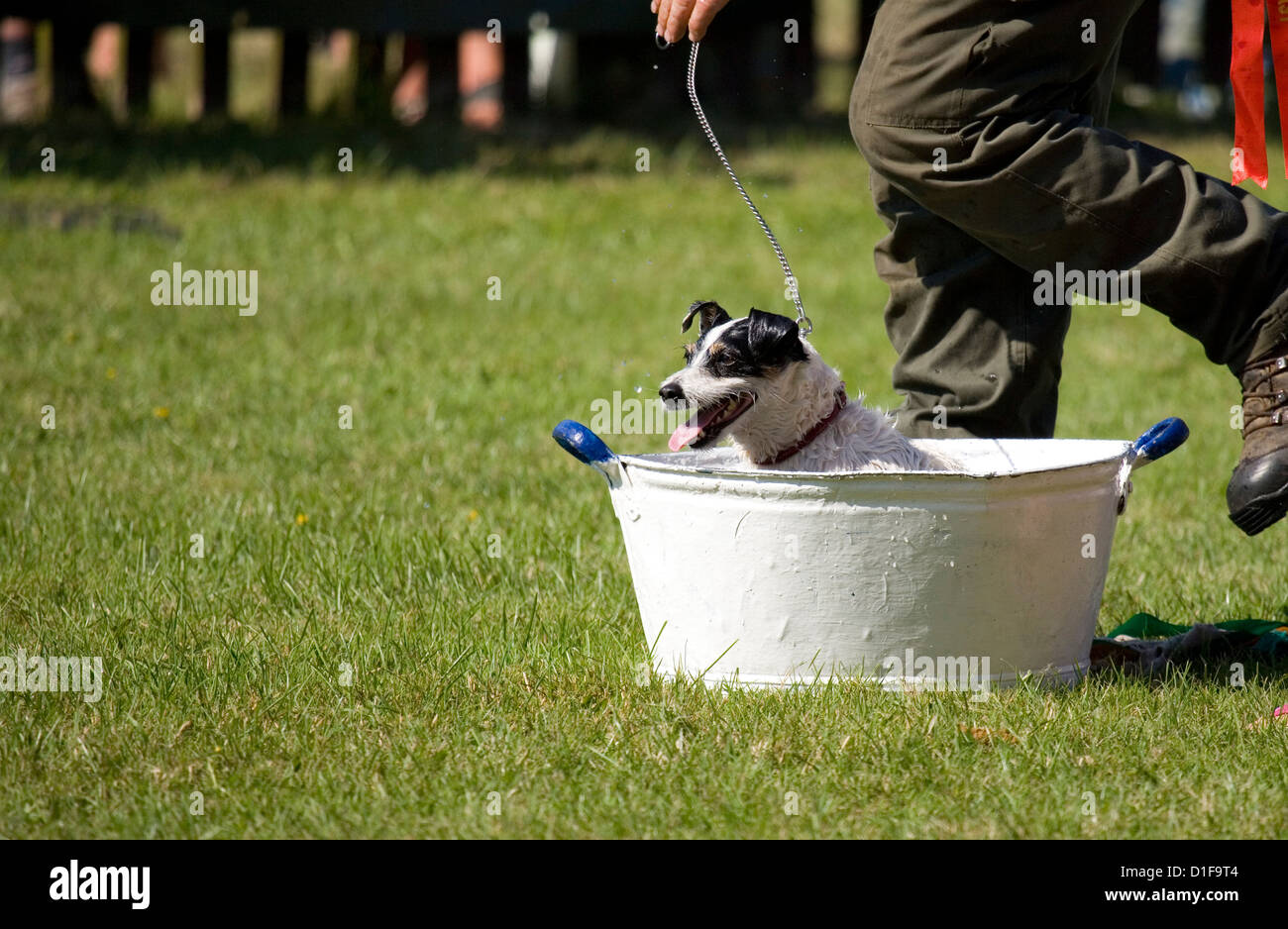 Jack Russell singolo adulto in una vasca da bagno REGNO UNITO Foto Stock