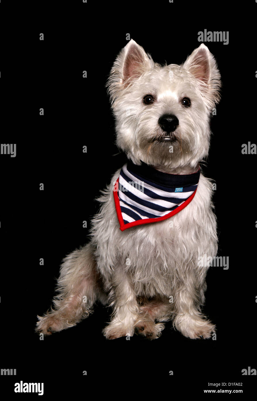 West Highland terrier singolo adulto su uno sfondo nero Studio, REGNO UNITO Foto Stock