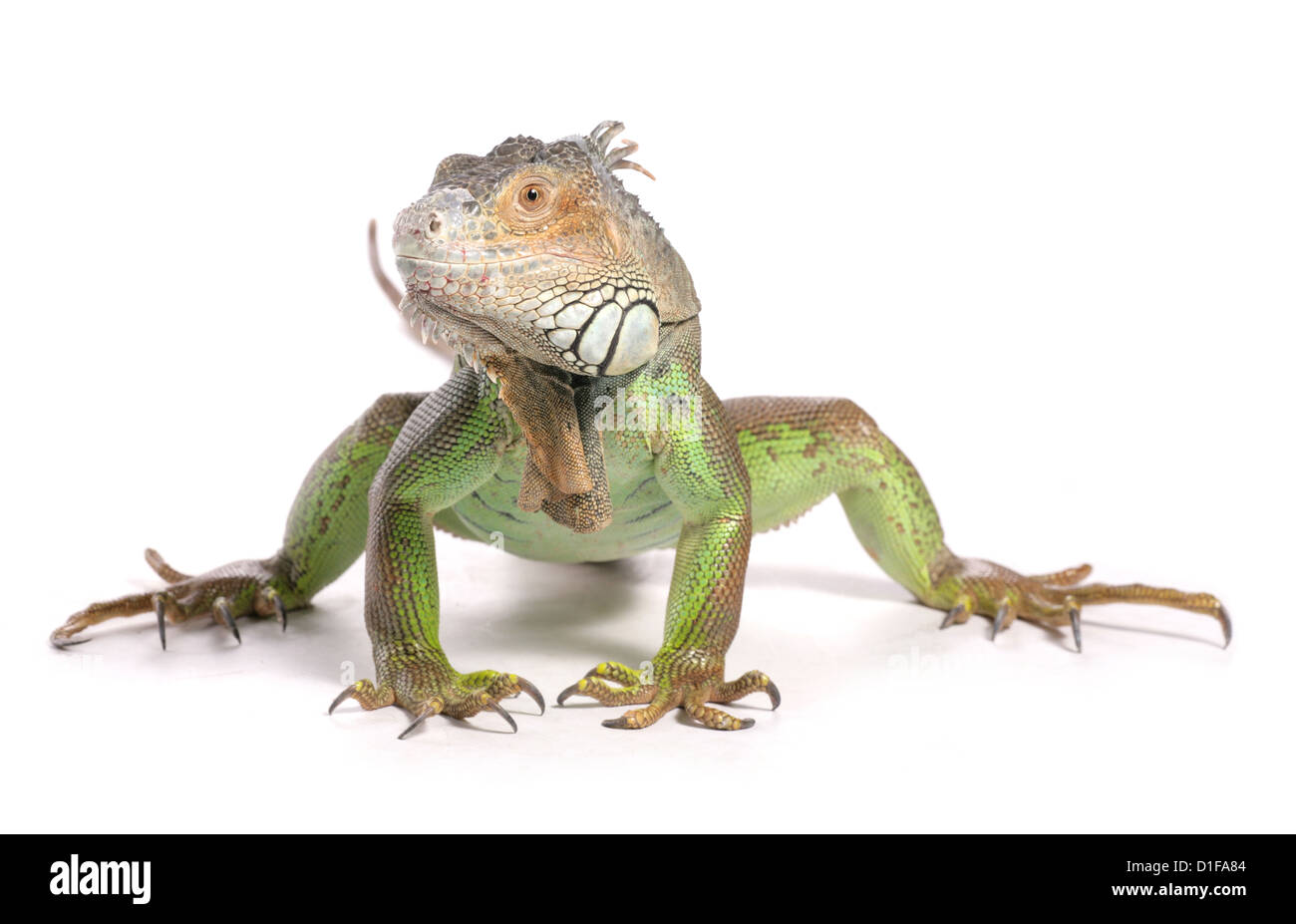Green Iguana Iguana iguana profilo del singolo adulto Studio, REGNO UNITO Foto Stock