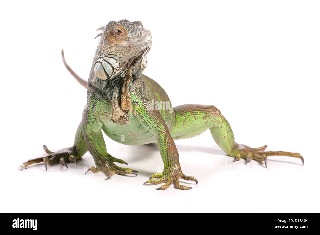Green Iguana Iguana iguana profilo del singolo adulto Studio, REGNO UNITO Foto Stock