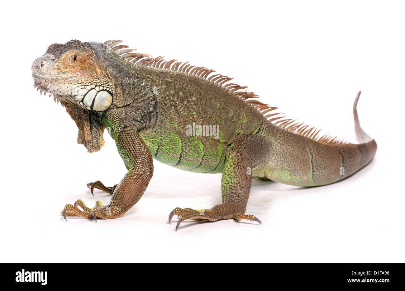 Green Iguana Iguana iguana profilo del singolo adulto Studio, REGNO UNITO Foto Stock