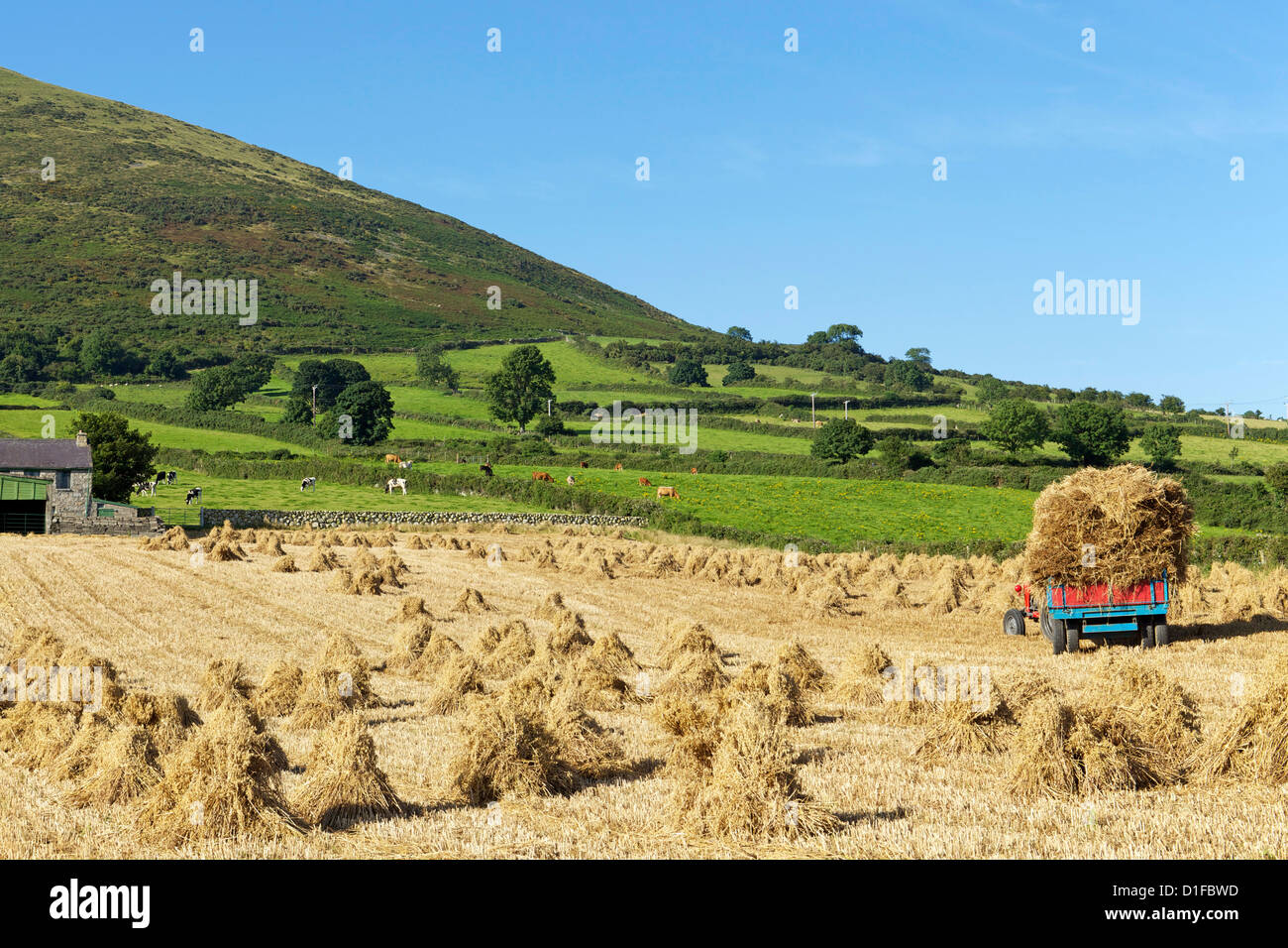 Oat stooks, Knockshee, Mourne Mountains, County Down, Ulster (Irlanda del Nord, Regno Unito, Europa Foto Stock