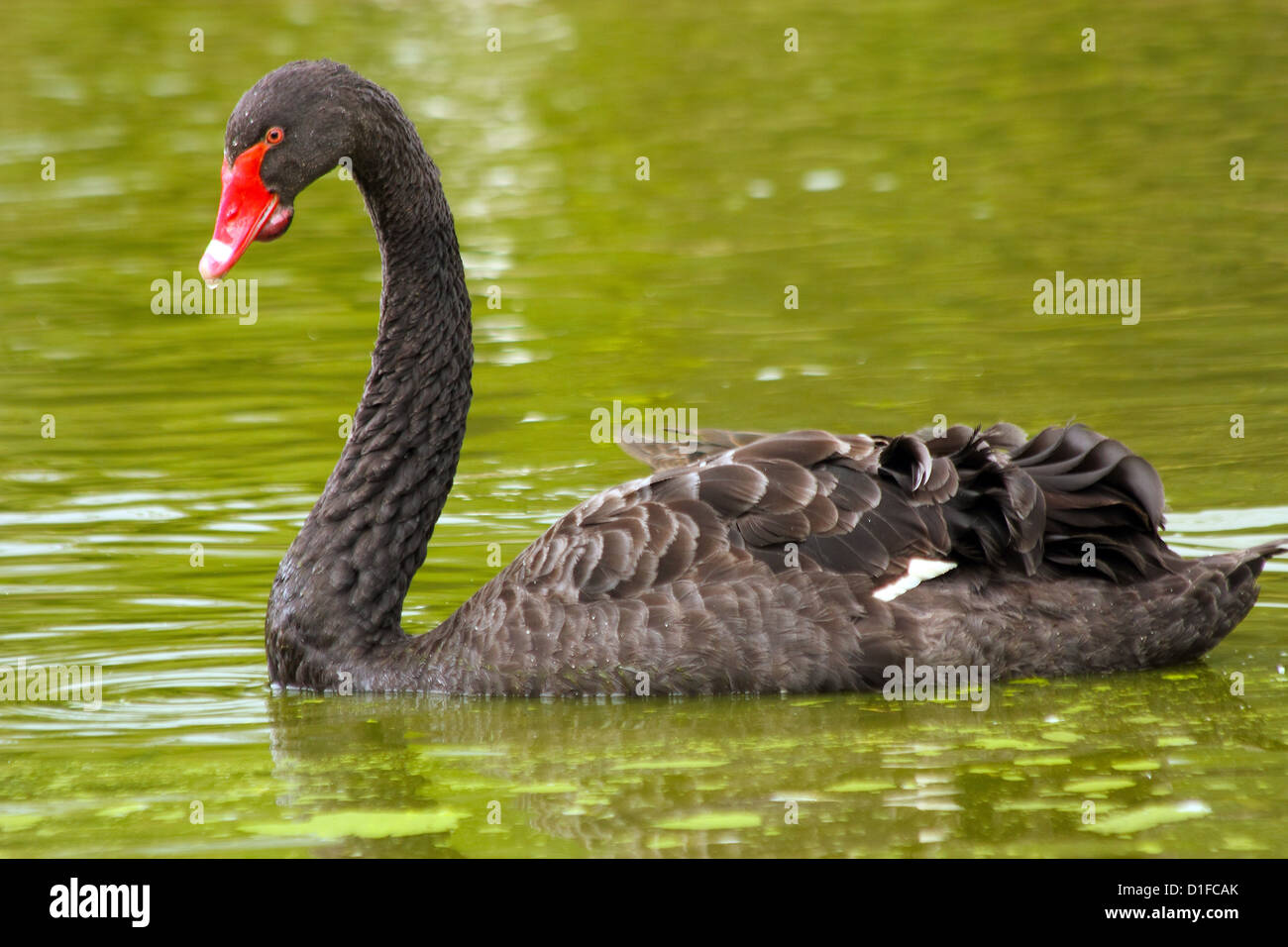 Black Swan (Cygnus atratus) un grande waterbird, una specie di cigno, in cattività nel Regno Unito Foto Stock