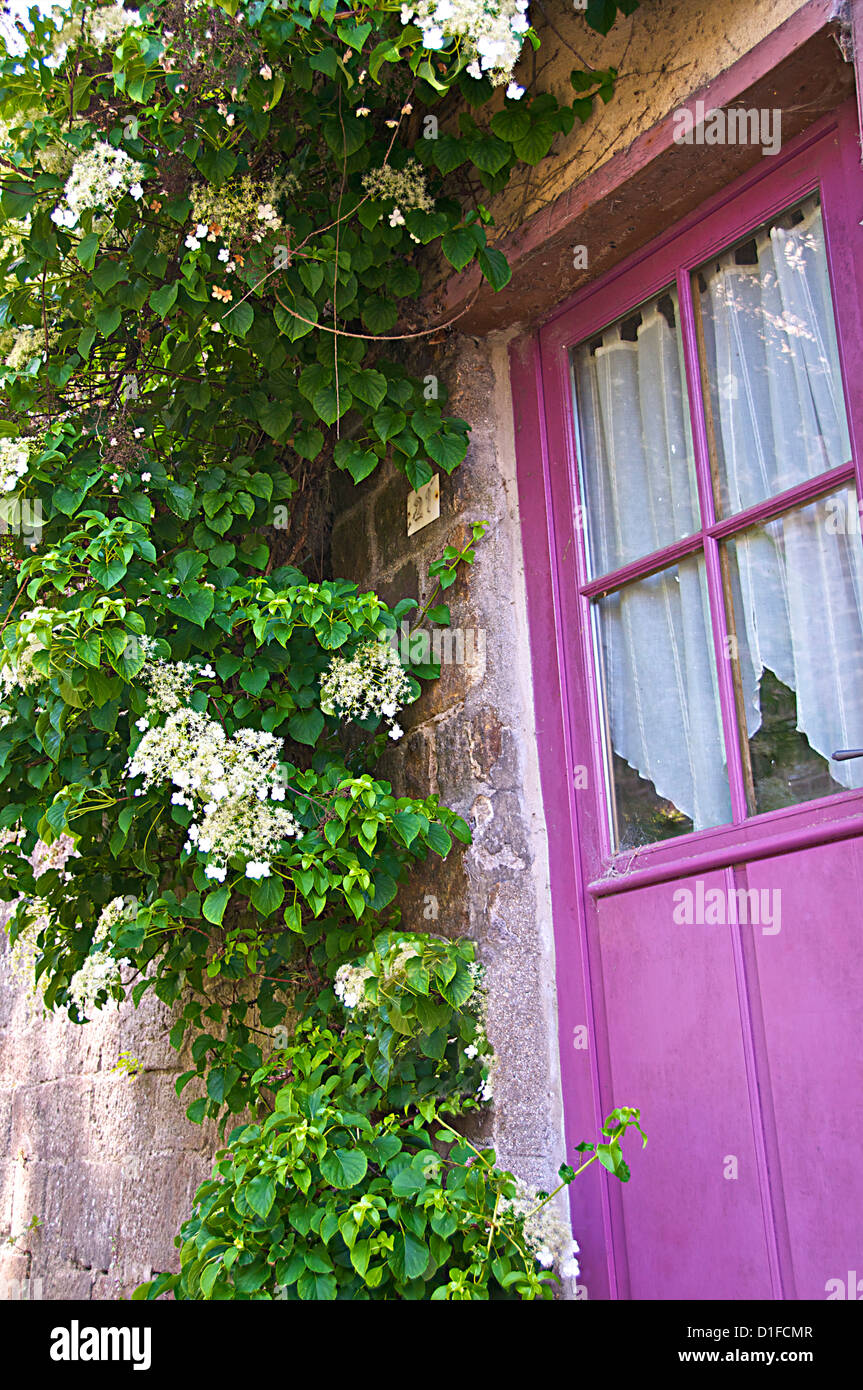 Malva belle porte dipinte con la fioritura di piante di superriduttore, Dinan, Bretagna Cotes d'Armor, Francia, Europa Foto Stock
