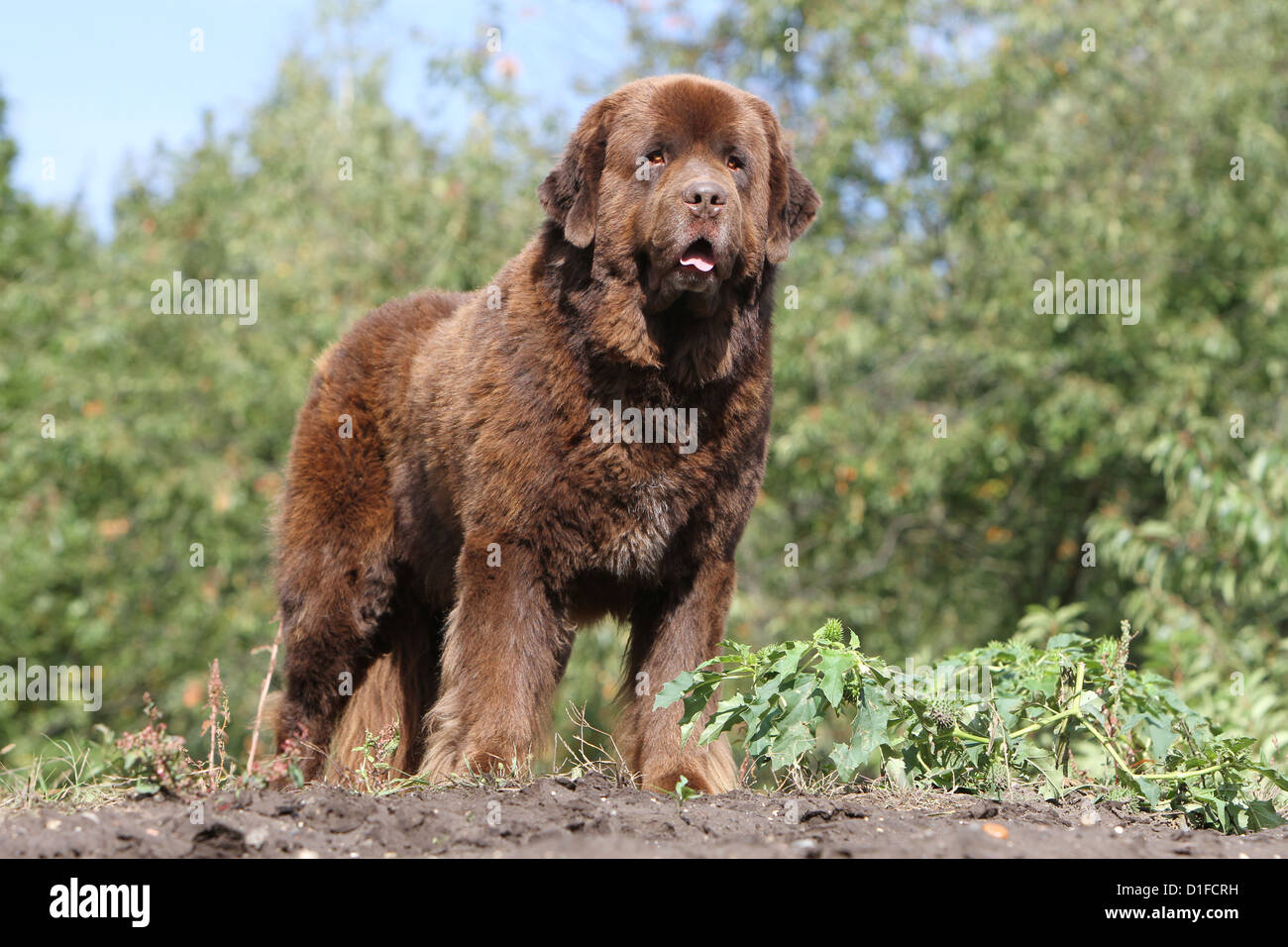 Terranova cane / adulti in piedi in un prato Foto Stock