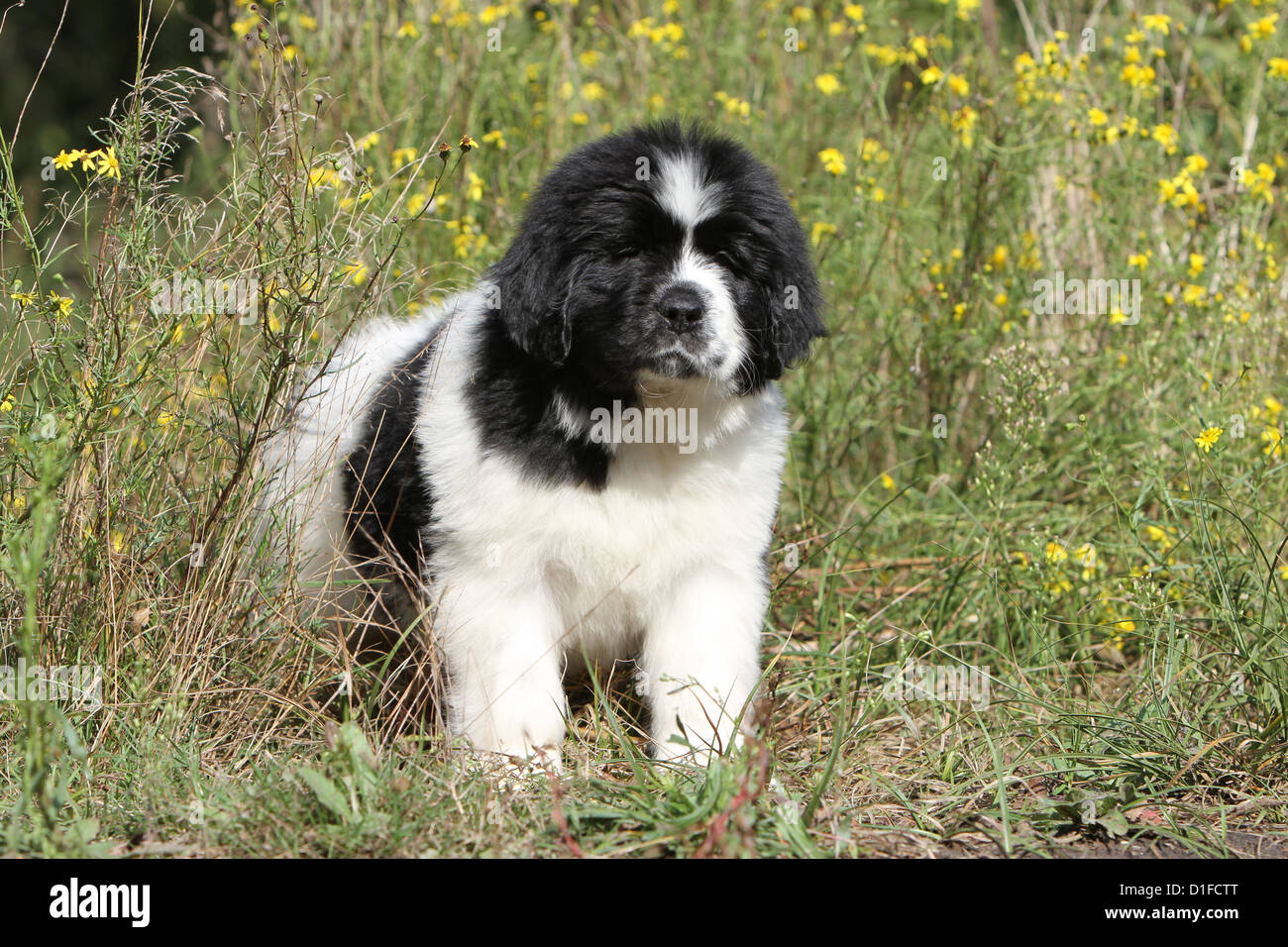 Cane di Terranova cucciolo / in piedi in un prato Foto Stock