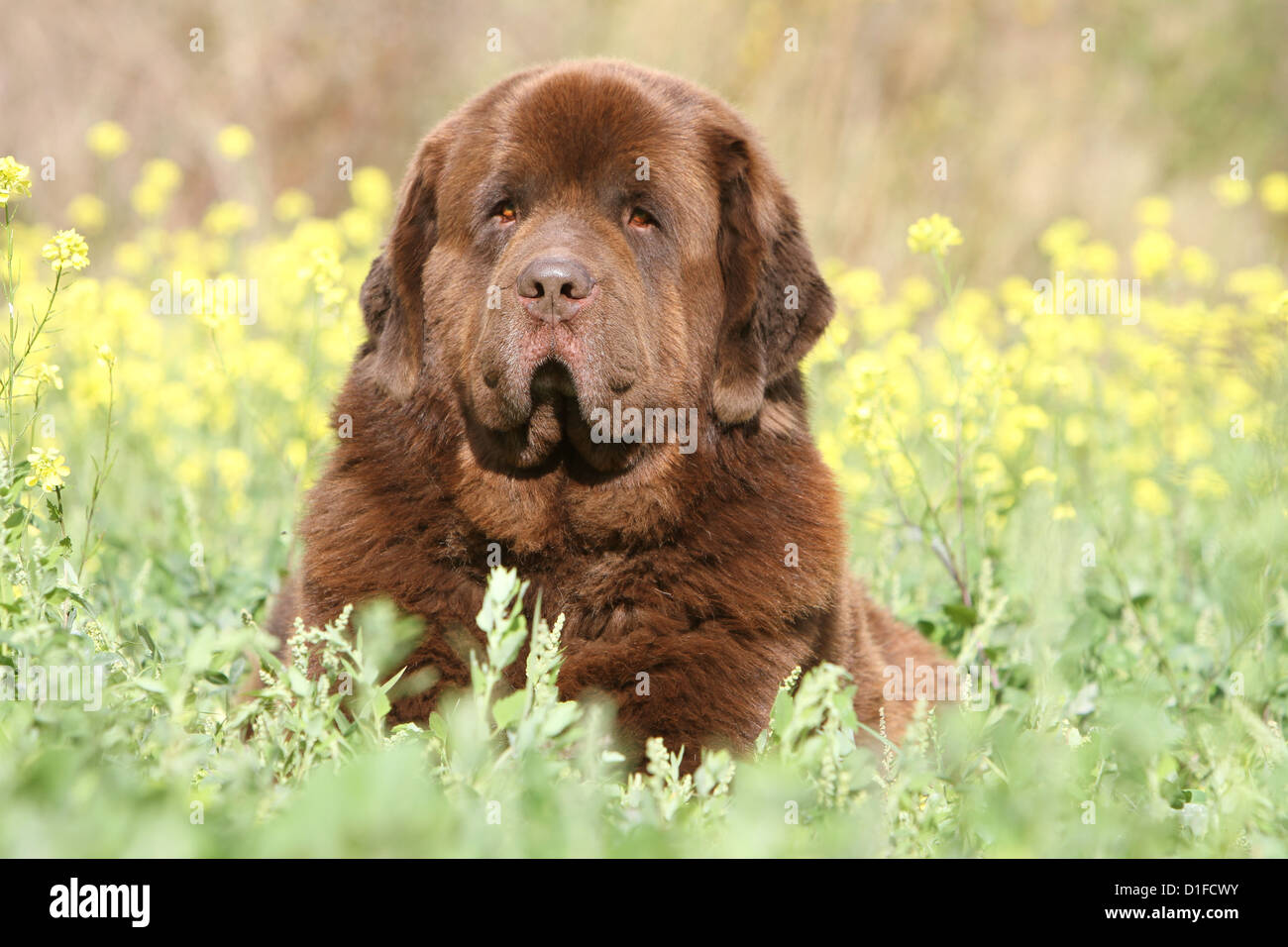 Terranova cane / adulti giacente in un prato Foto Stock