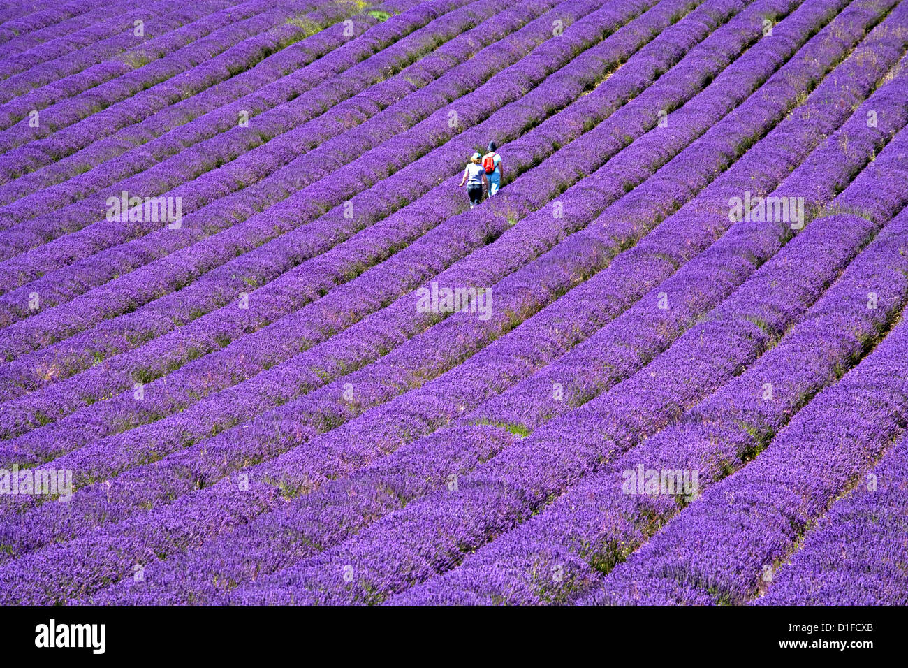 Persone in campo di lavanda, Lordington Fattoria di Lavanda, Lordington, West Sussex, in Inghilterra, Regno Unito, Europa Foto Stock