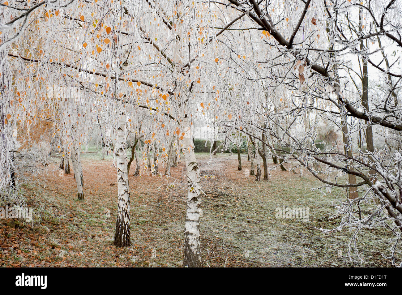 Frost-coperta di betulle, città di Cakovice, Praga, Repubblica Ceca, Europa Foto Stock