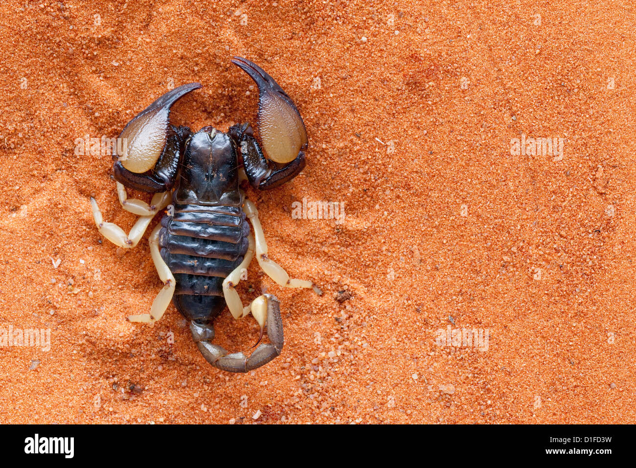 Africa gamba giallo scorpion (Opistophthalmus carinatus), Tswalu Kalahari Game Reserve, Northern Cape, Sud Africa e Africa Foto Stock