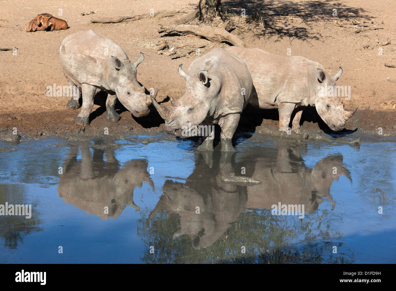 Il rinoceronte bianco (Ceratotherium simum), Mkhuze Game Reserve, Kwazulu Natal, Sud Africa e Africa Foto Stock