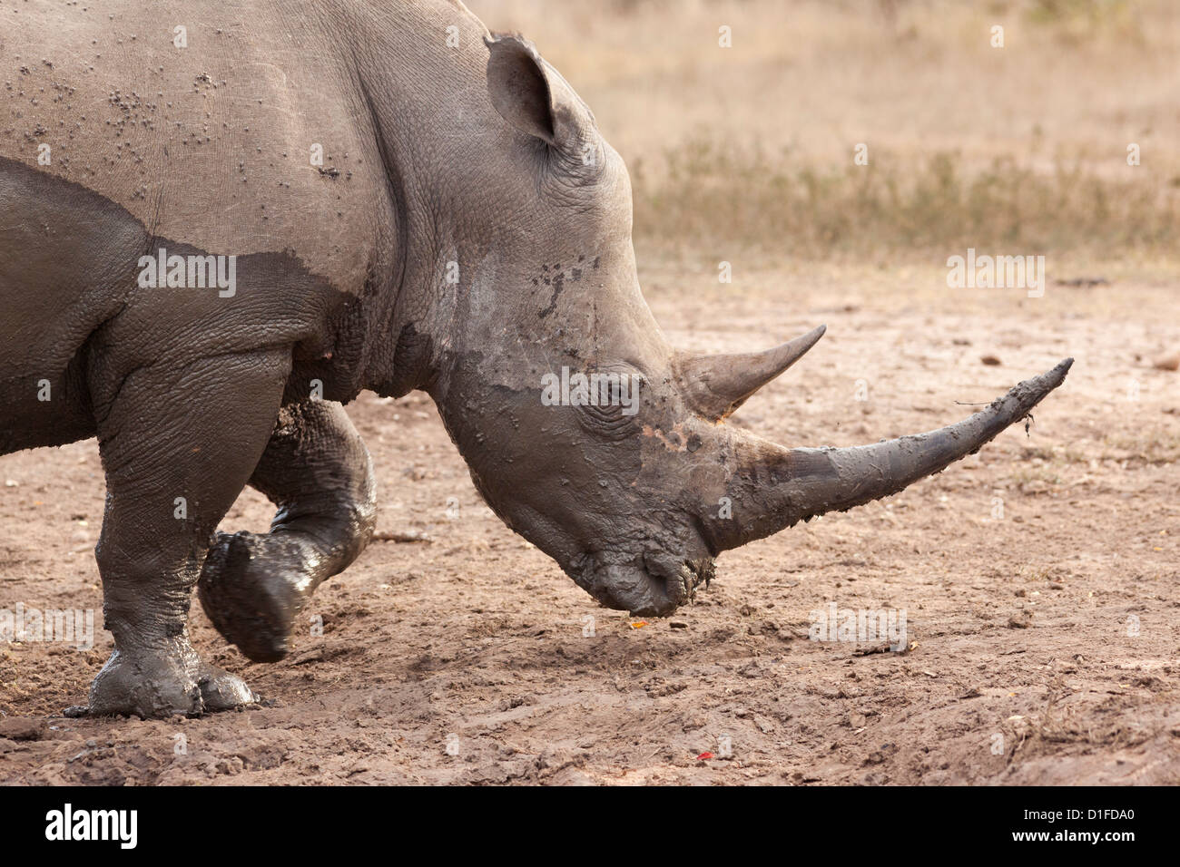 White Rhino (Ceratotherium simum), Imfolozi Game Reserve, KwaZulu-Natal, Sud Africa e Africa Foto Stock