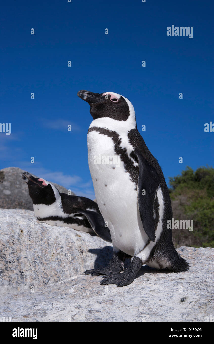 I Penguins africani (Spheniscus demersus), Table Mountain National Park, Cape Town, Sud Africa e Africa Foto Stock