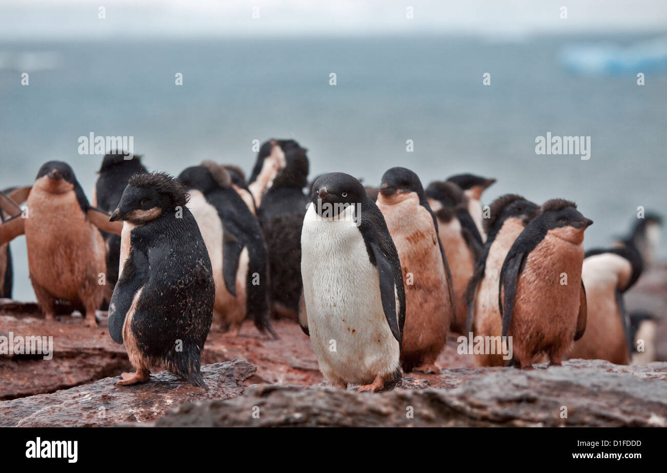 Adelie Penguin Pulcini (Pygoscelis adeliae), Shingle Cove, Incoronazione Isola, Orcadi del Sud Foto Stock